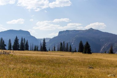 Weminuche Yaban Hayatı Ağaçlar, dağlar ve çayırlar.