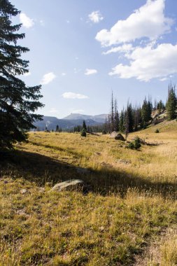 Weminuche Yaban Hayatı Ağaçlar, dağlar ve çayırlar.