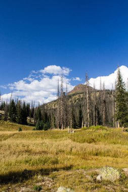 Weminuche Yaban Hayatı Ağaçlar, dağlar ve çayırlar.