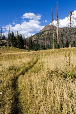 Weminuche Yaban Hayatı Ağaçlar, dağlar ve çayırlar.