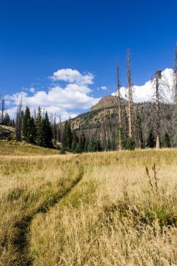 Weminuche Yaban Hayatı Ağaçlar, dağlar ve çayırlar.
