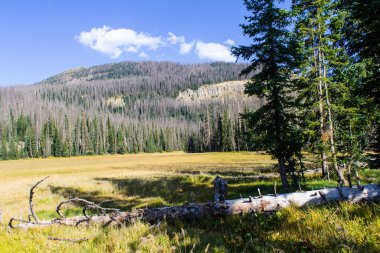 Weminuche Yaban Hayatı Ağaçlar, dağlar ve çayırlar.
