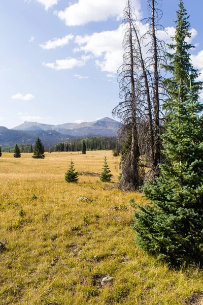 Weminuche Wilderness Colorado Landscape Trees Mountains Meadow — Stock Photo, Image