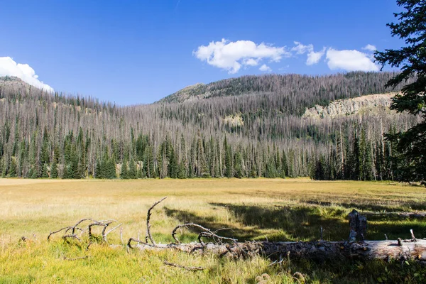 Weminuche Wilderness Colorado Landscape Trees Mountains Meadow — Stock Photo, Image