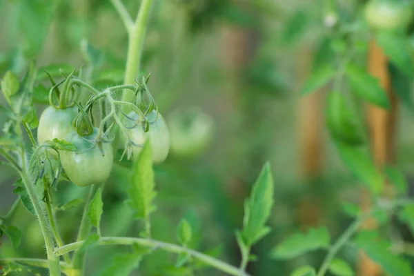 Green Tomato Growth Gardening Agricultural — 스톡 사진