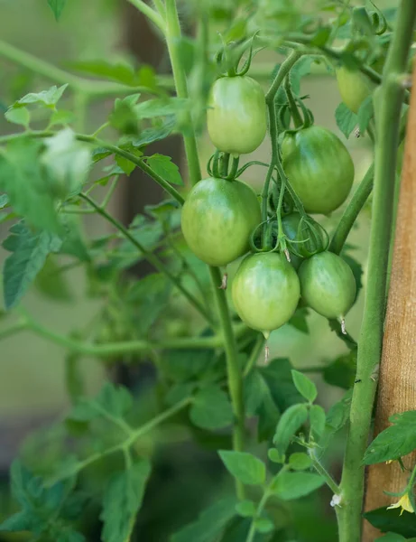 Growing Tomatoes Green Unripe Tomato Agricultural — Foto Stock