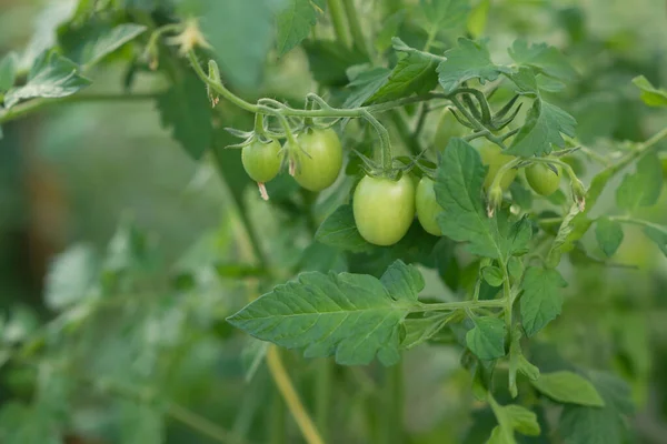 Growing Tomatoes Green Unripe Tomato Agricultural — стоковое фото