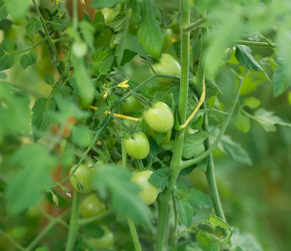 Growing Tomatoes Green Unripe Tomato Agricultural — Stockfoto