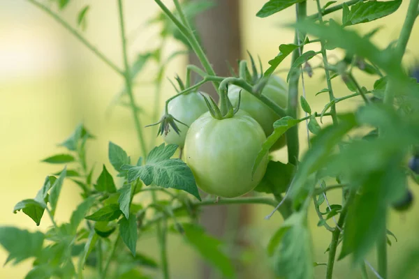 Growing Tomatoes Green Unripe Tomato Agricultural — Stockfoto