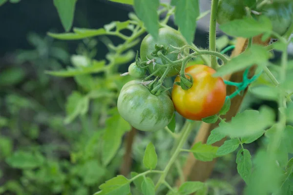 Growing Tomatoes Green Red Tomato Agricultural — Foto Stock