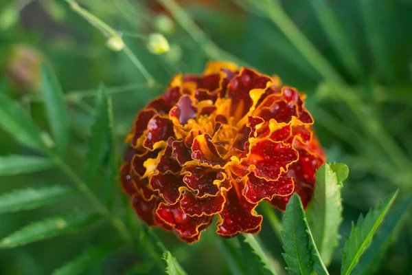 Marigold Plant Daisy Family Yellow Orange Copper Brown Flowers — Stockfoto