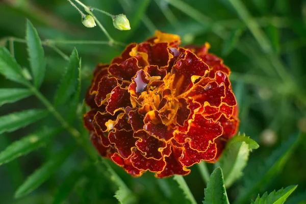 Marigold Plant Daisy Family Yellow Orange Copper Brown Flowers — Stockfoto