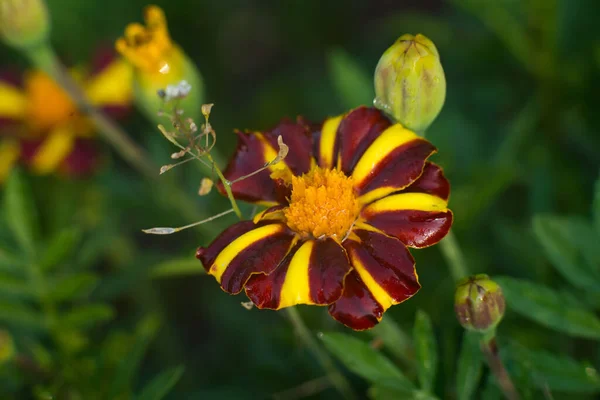 Harlequin Marigold Flowers Flowerbed Botanical Garden — Stockfoto