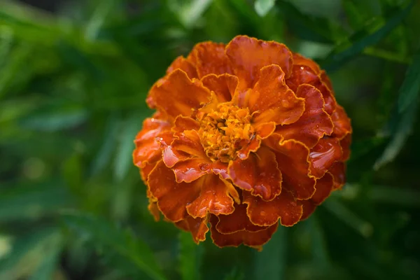 Marigold Plant Daisy Family Yellow Orange Copper Brown Flowers — Stockfoto