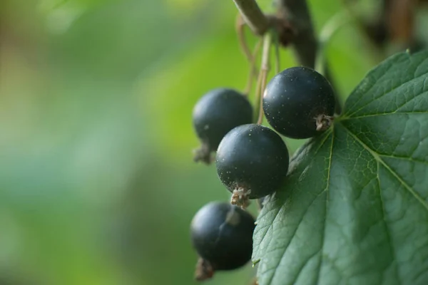 Growing Black Currant Berries Bush Harvest — Fotografia de Stock