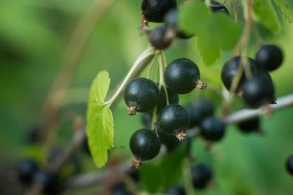 Growing Black Currant Berries Bush — Fotografia de Stock