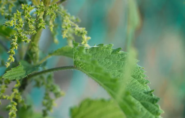 Nettle Leaves Closeup Medicine Plant — Fotografia de Stock