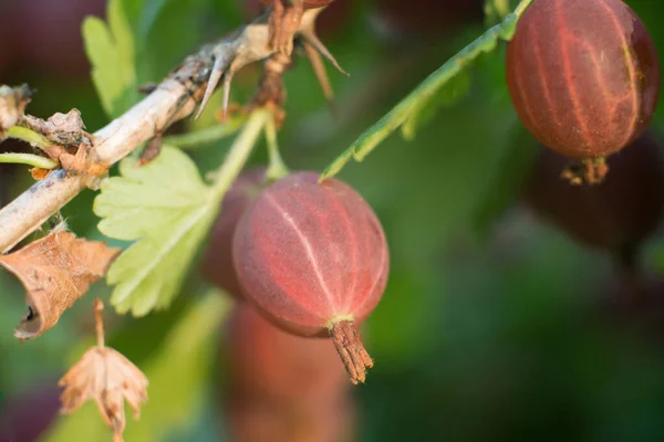 Gooseberry Berries Closeup Farm Background — Fotografia de Stock