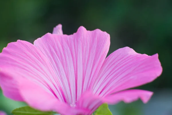 Pink Lavatera Background Closeup Botanical Gardening — Fotografia de Stock
