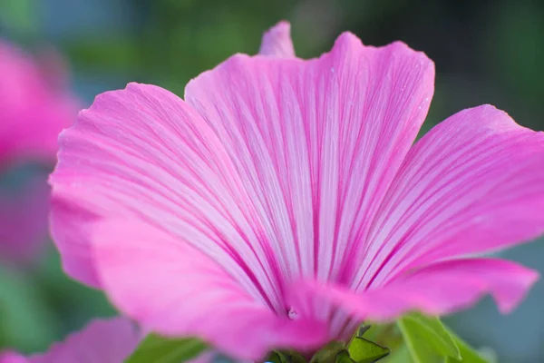 Pink Lavatera Background Closeup Botanical Gardening — 图库照片