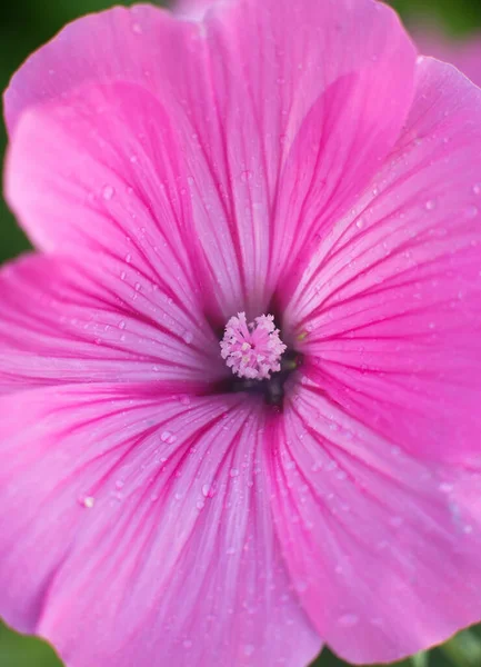 Pink Lavatera Background Closeup Drops Botanical Gardening — Fotografia de Stock