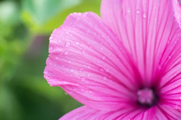 Pink Lavatera Background Closeup Drops Botanical Gardening — Fotografia de Stock