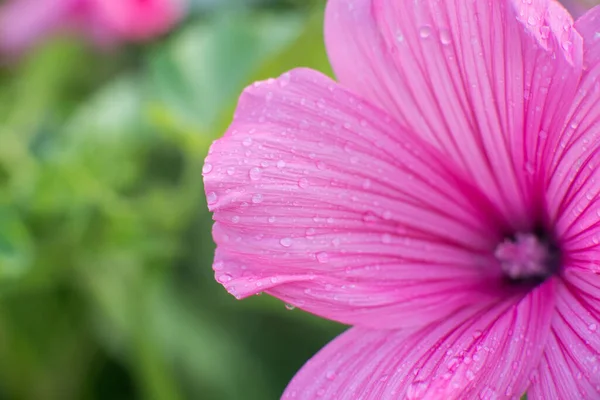 Pink Lavatera Background Closeup Drops Botanical Gardening — Fotografia de Stock