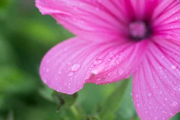 Pink Lavatera Background Closeup Drops Botanical Gardening — Fotografia de Stock