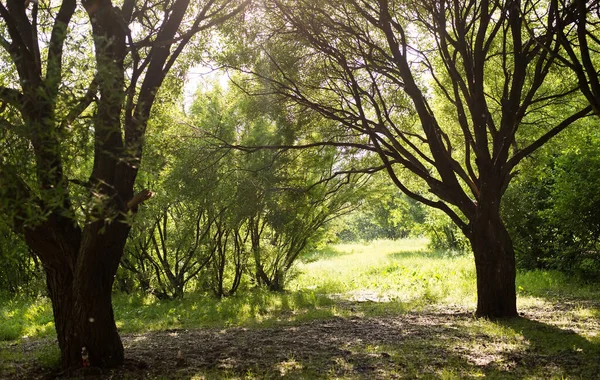 Gałązki Drzew Pnie Wiosna Środowisko Botaniczne Park — Zdjęcie stockowe