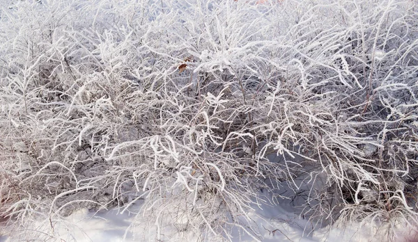 霜の枝 ロシアの冬 — ストック写真