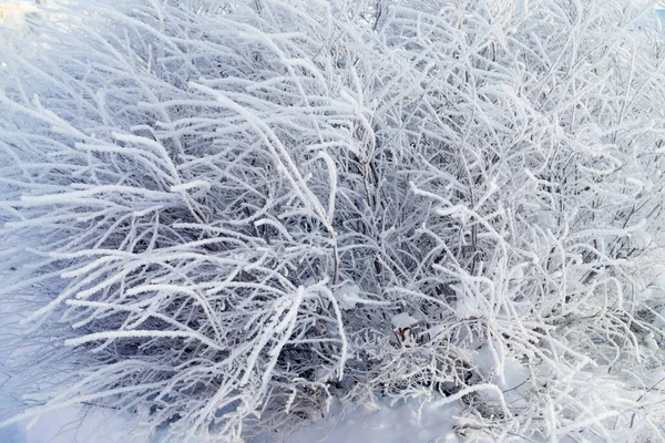 Gałąź Mrozie Rosyjski Śnieg Zimowy — Zdjęcie stockowe