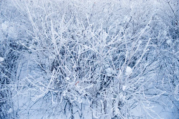 Mroźne Zimowe Gałęzie Tle Nieba Mróz Gronowy — Zdjęcie stockowe