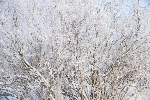 霜の多い冬の枝の背景 ハロフロスト — ストック写真