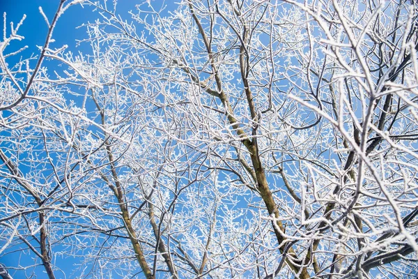 空の背景に霜の冬の枝 ハロフロスト — ストック写真
