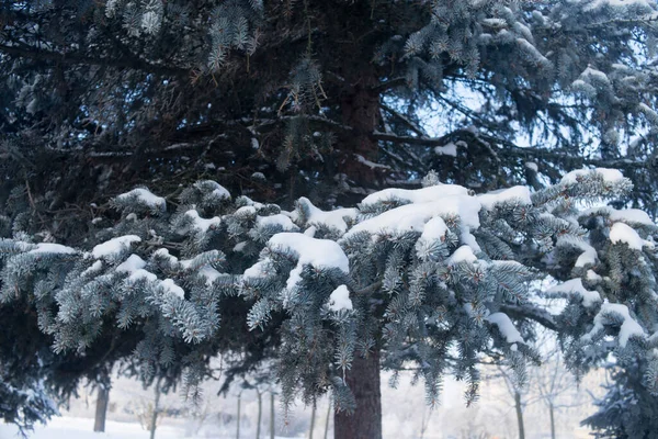 冬の雪の中のモミの木 — ストック写真