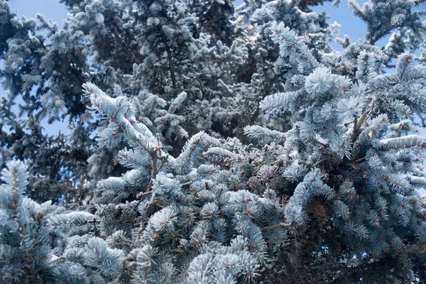 Fir Trees Snow Winter Frost — Stock Photo, Image