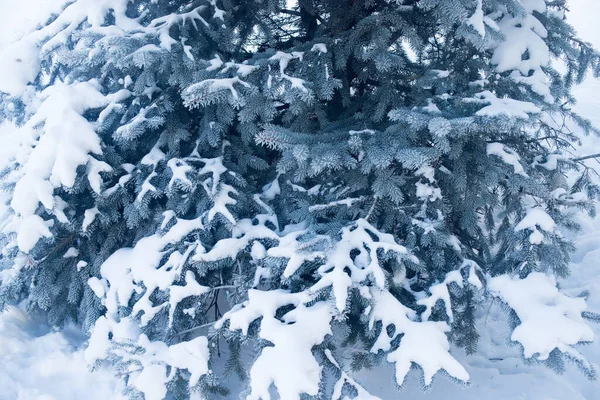 Drzewa Jodłowe Śniegu Zimą Mróz — Zdjęcie stockowe
