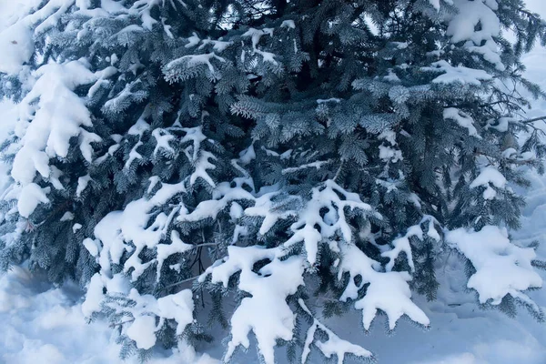 Drzewa Jodłowe Śniegu Zimą Mróz — Zdjęcie stockowe