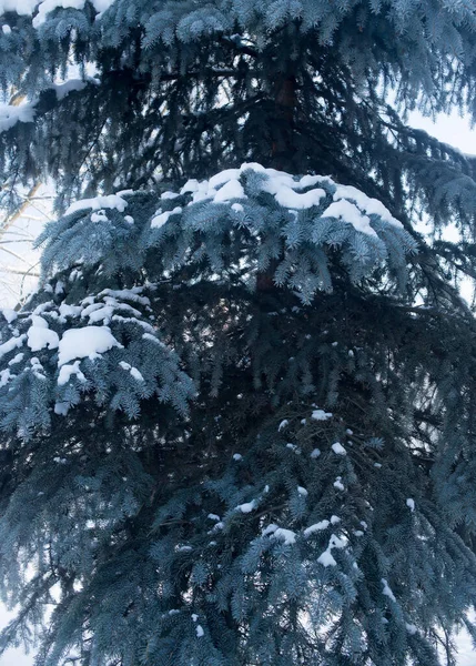 冬の雪の中のモミの木 — ストック写真