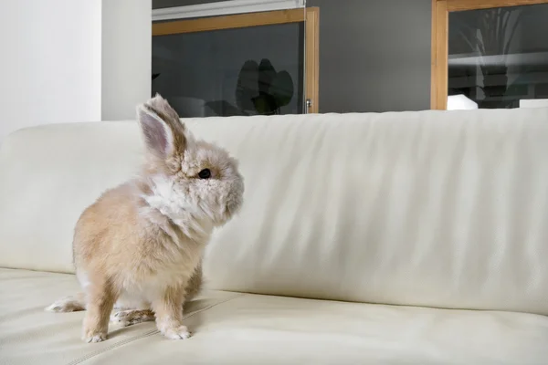 Zlatý králík sedící na domácí pohovka otáčení se podívat na prázdné espace. — Stock fotografie