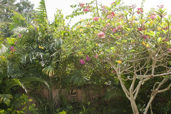 Tropical vegetation in blossom. — Stock Photo, Image