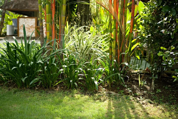 Stilleben av en tropisk trädgård med bambu på en solig morgon. — Stockfoto