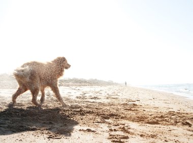 gündoğumu sırasında Denizde yüzme sonra altın kum plajındaki su kapalı sallayarak bir golden retriever yan görünüm.