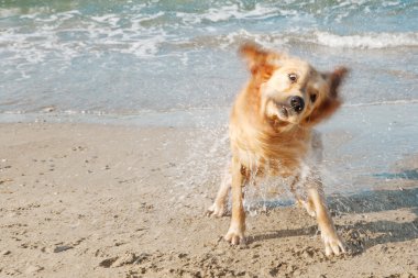 kadar plaj kıyısında deniz suyu vücudu sallayarak golden labrador görünümünü kapat.