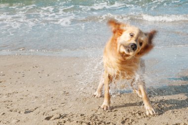 Close up view of a golden labrador shaking sea water off his body on the beach shore. clipart