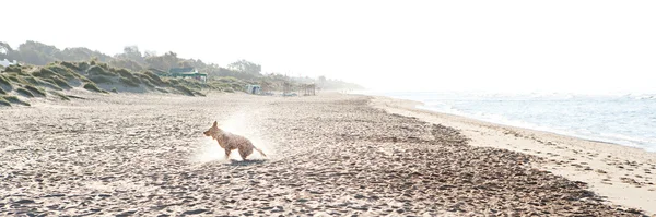 Золотий ретривер трясе воду на широкому піщаному пляжі після купання в морі під час сходу сонця . — стокове фото