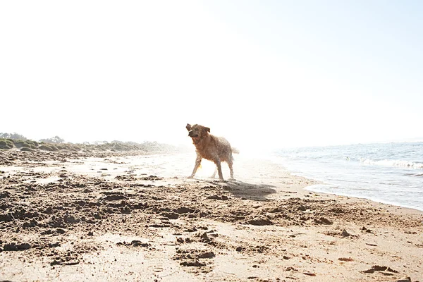Golden retriever shaking off water on a golden sand beach after swimming in the sea during sunrise.