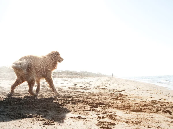 Side view of a golden retriever shaking off water on a golden sand beach after swimming in the sea during sunrise. — Stock Photo, Image