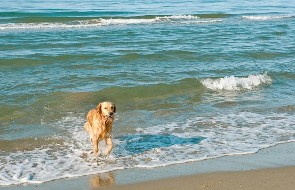 Golden retriever running out of the sea on a sunny day. — Stock Photo, Image