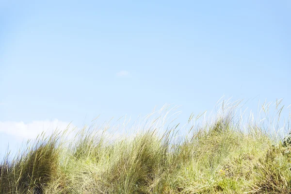 Long green grass against a vibrant blue sky. — Stock Photo, Image